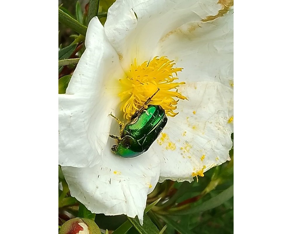 Cetonia aurata &copy;Jacqueline Galland