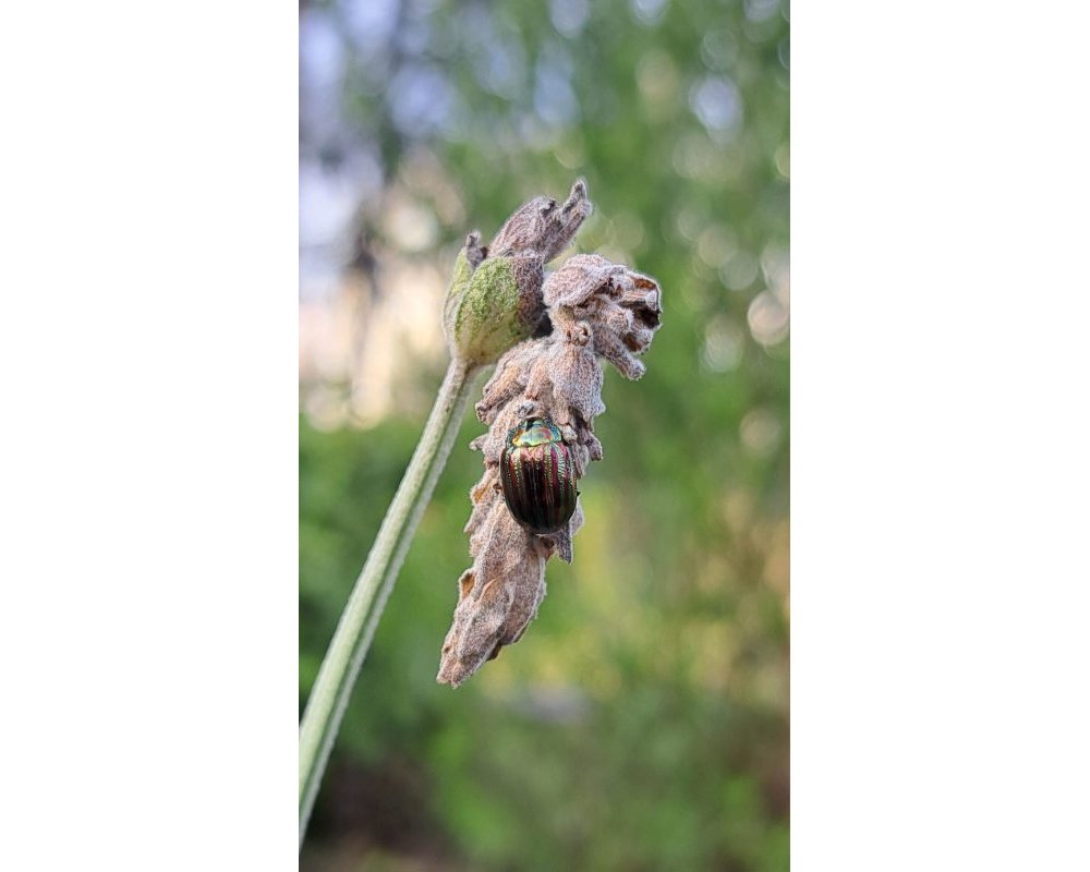 Chrysolina americana &copy;Jacqueline Galland