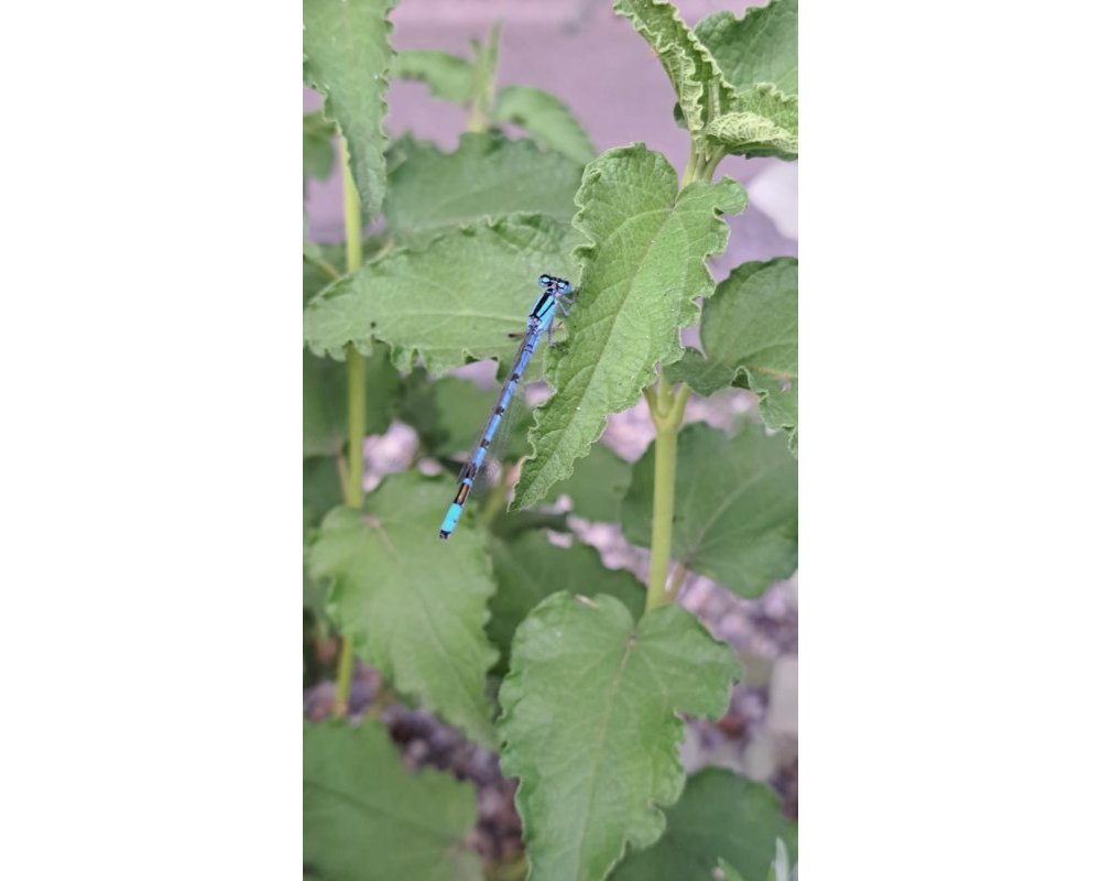 Enaliagma cythigerum &copy;Jacqueline Galland