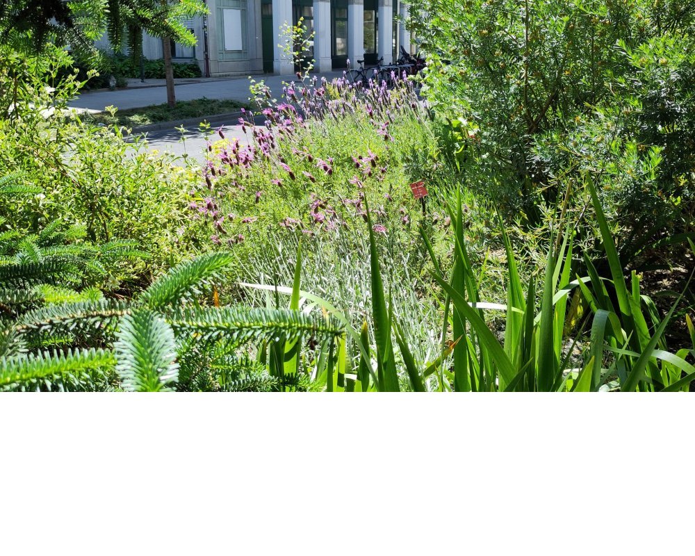 Le jardin florissant - 24 mai 2025 ©Alain Dubois