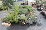 Plantes commandées