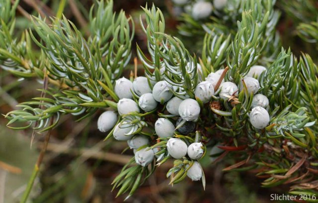 http://science.halleyhosting.com/nature/cascade/trees/conifer/cypress/juniperus/communis/jackii/montana09-04-2016.jpg